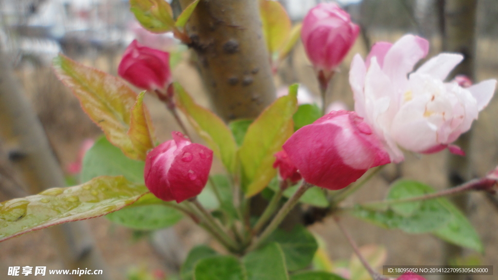 桃花