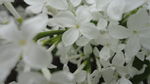 丁香花