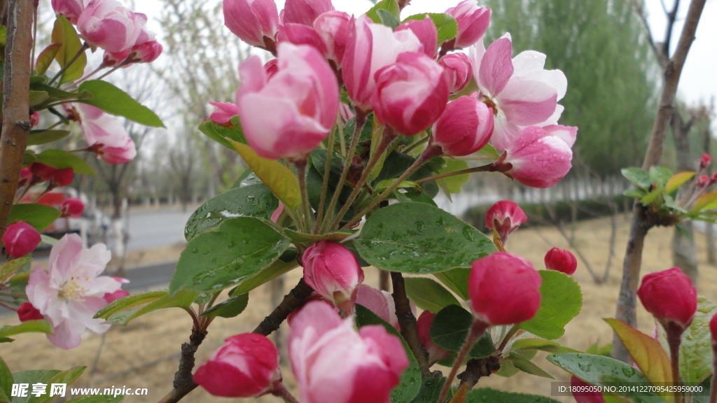 桃花