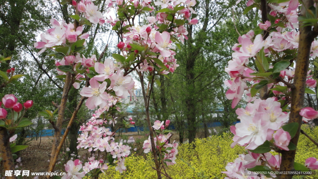 桃花