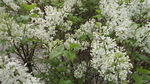 包头春色—丁香花