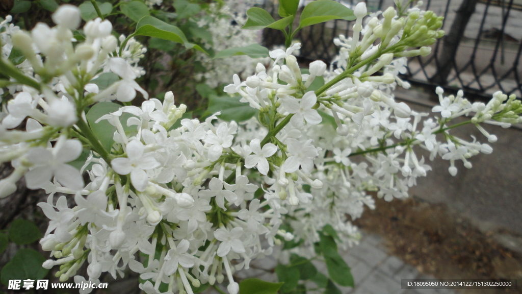 丁香花