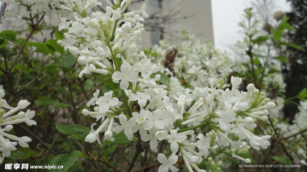 丁香花