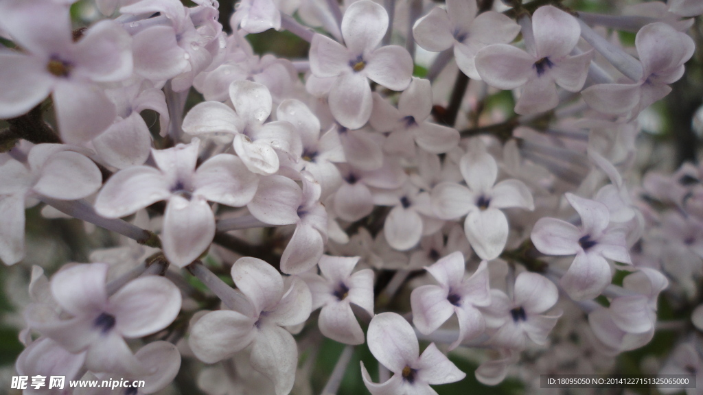 丁香花