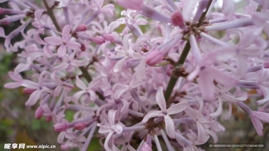 丁香花