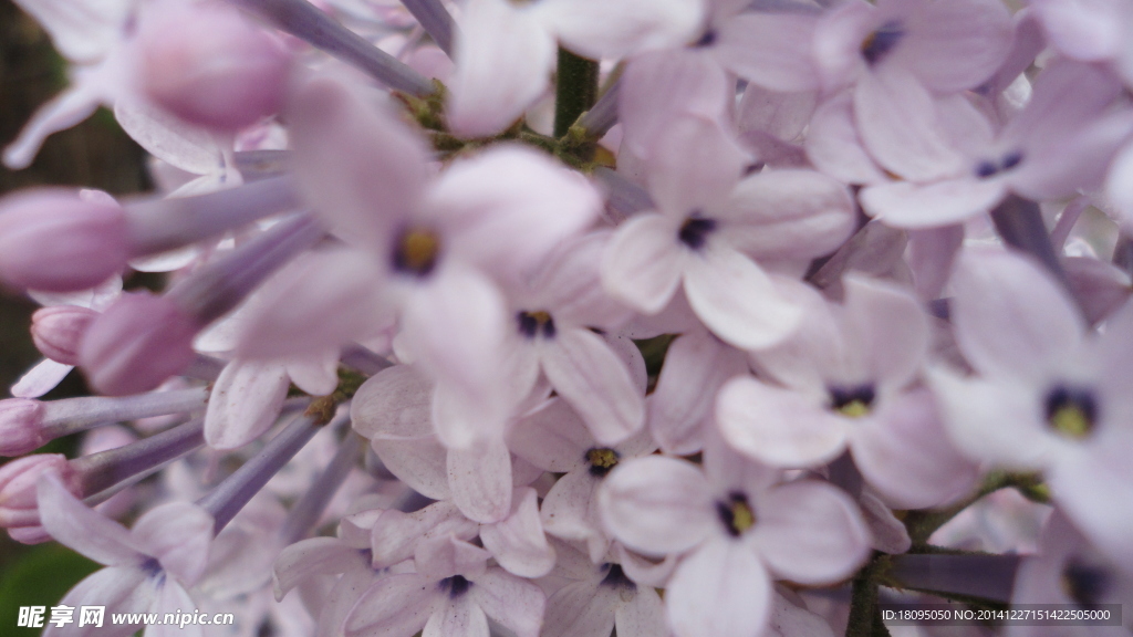 丁香花