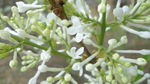 丁香花