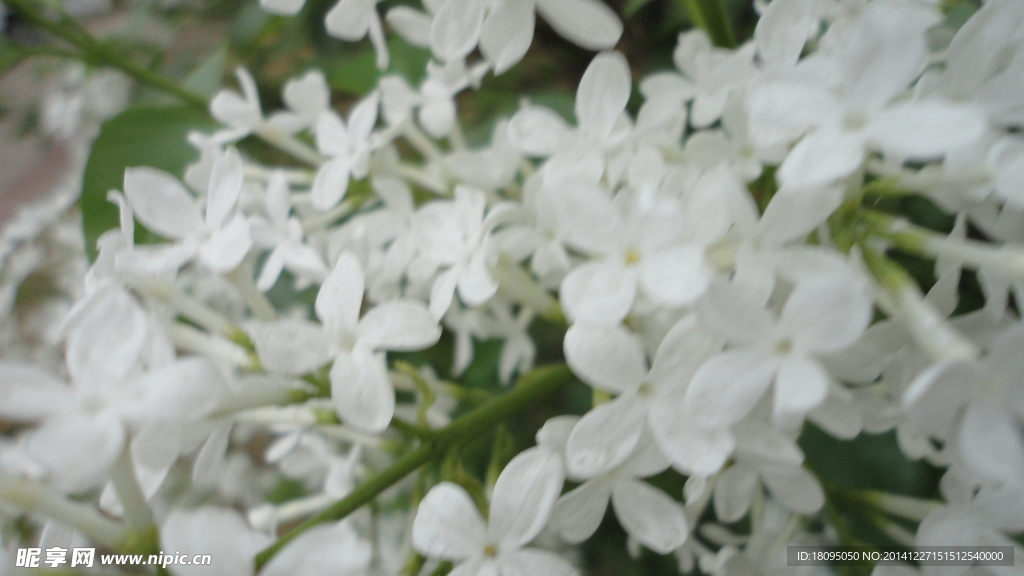 丁香花