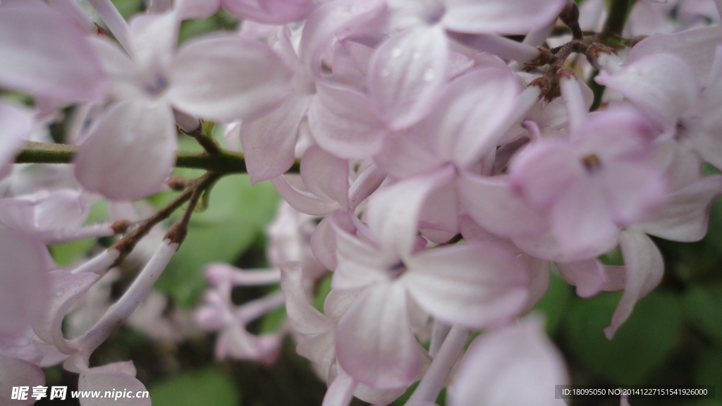 丁香花
