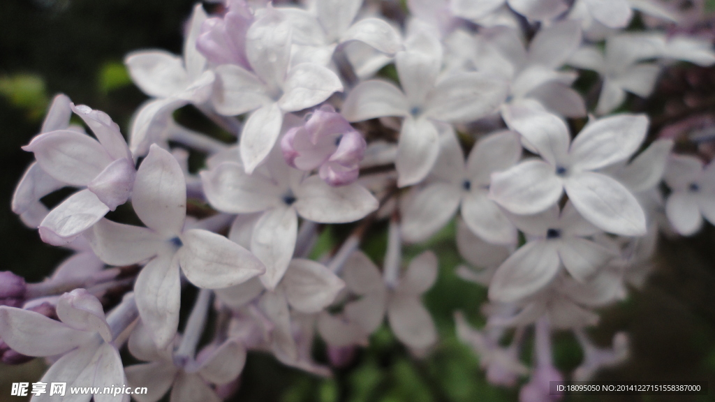 丁香花