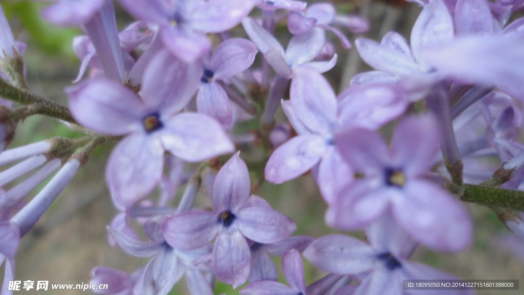 丁香花