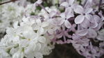 丁香花