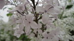 丁香花