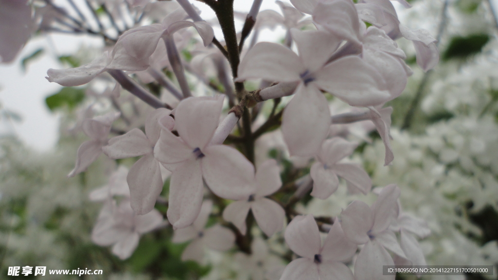 丁香花