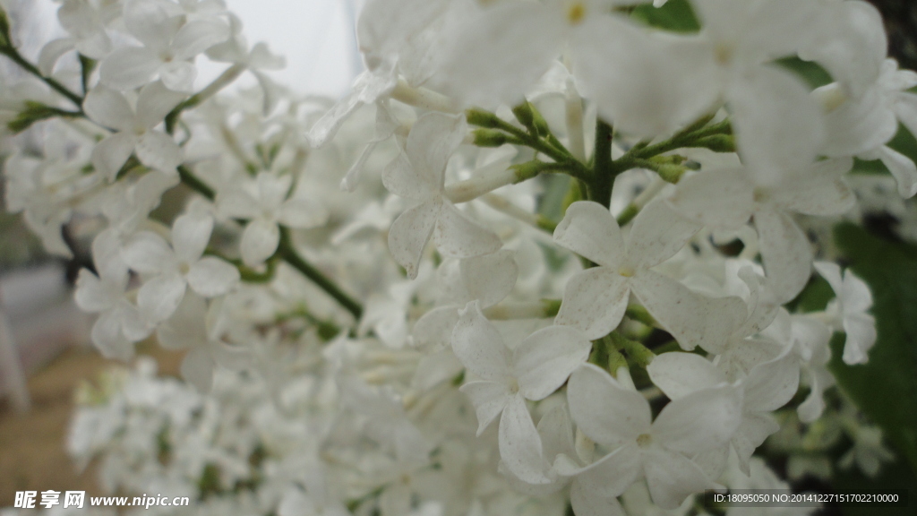 丁香花