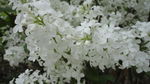 丁香花