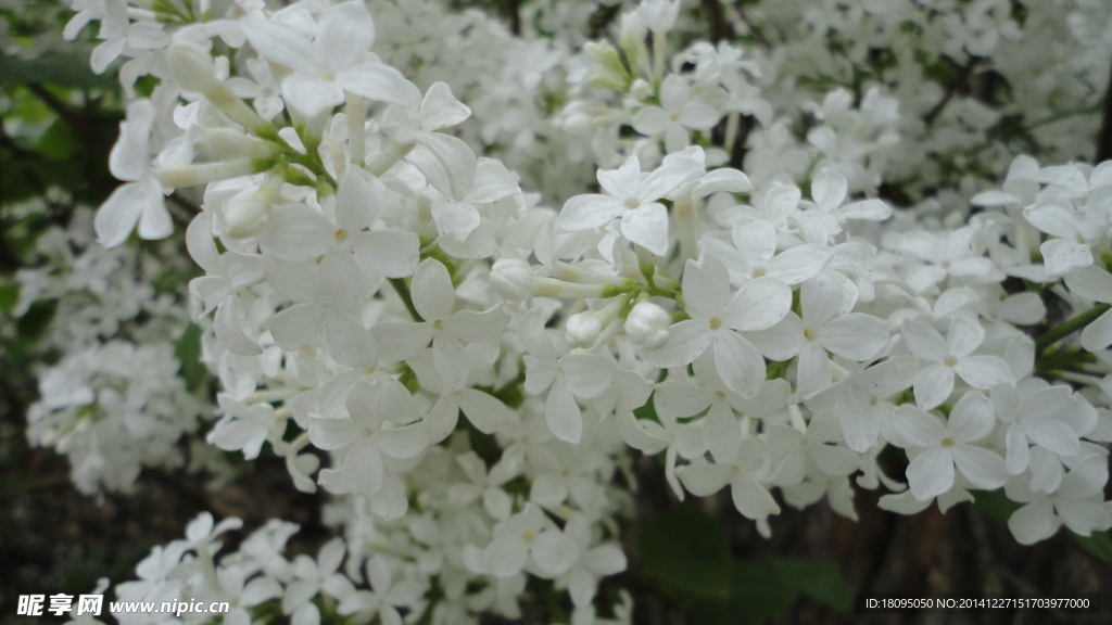 丁香花