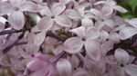 丁香花