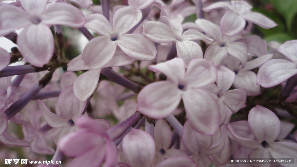 丁香花