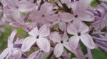 丁香花