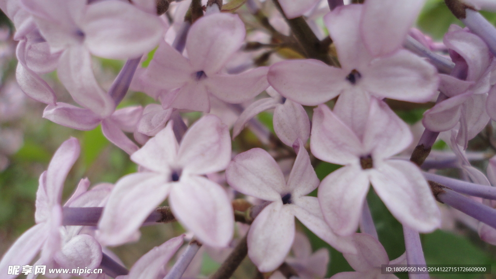 丁香花