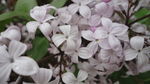 丁香花