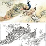 孔雀