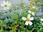 菊花（非高清）