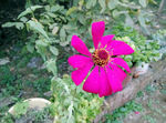 菊花 （非高清）