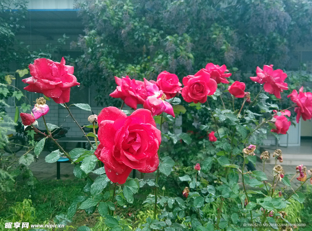 月季花（非高清）