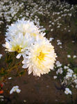 菊花 白色（非高清）