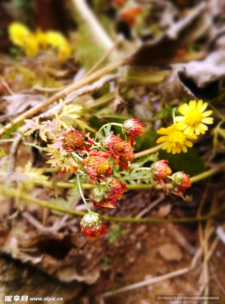 野菊花  黄色