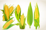 玉米矢量图（合集）