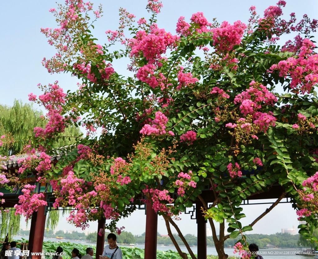 花