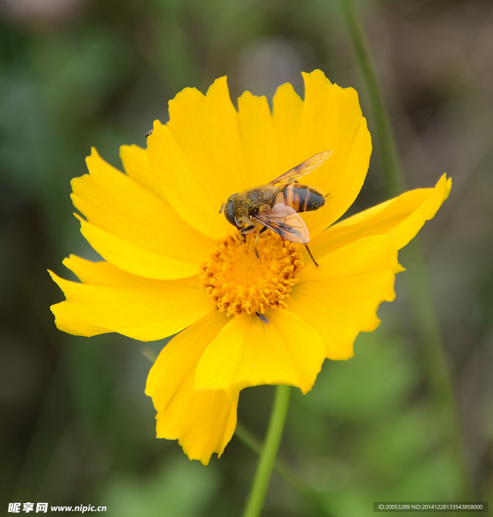 花