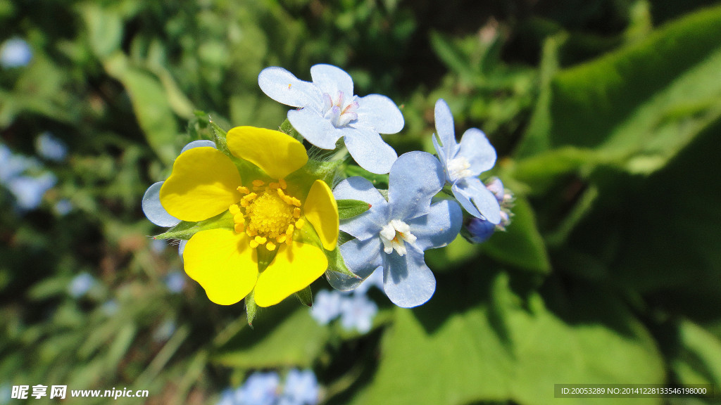 花