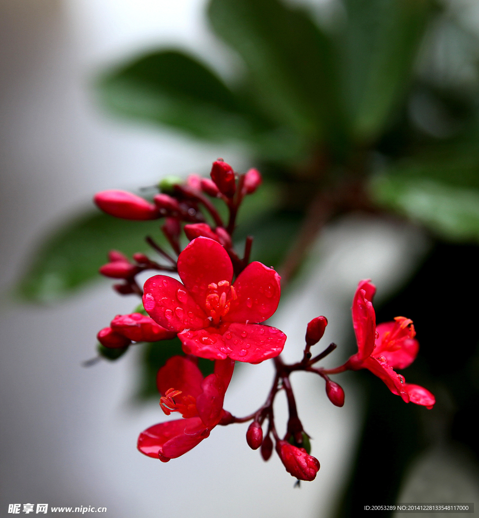 花