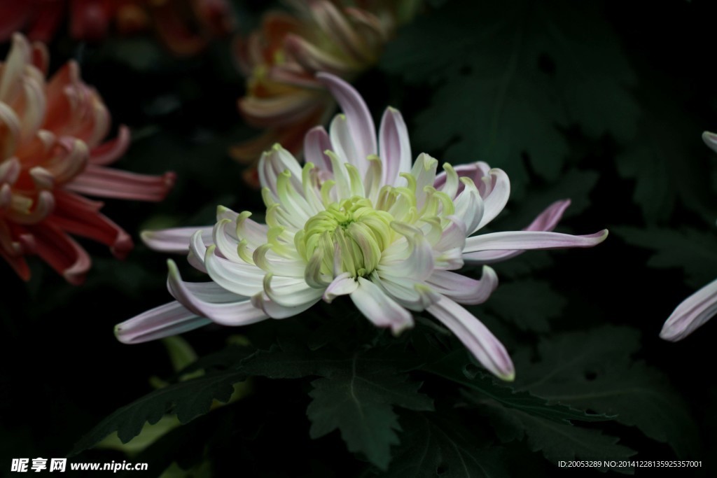 菊花