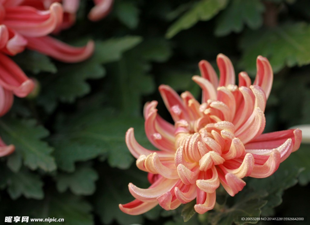 菊花