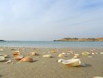 以色列地中海贝壳海滩