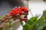 长寿花