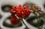 长寿花