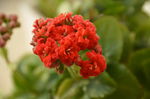 长寿花