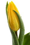 黄色郁金香花苞