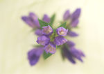 插花艺术