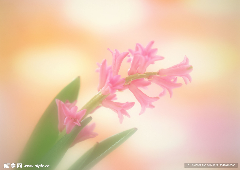 插花艺术