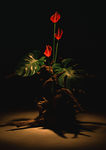 插花艺术