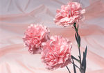 插花艺术