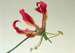插花艺术