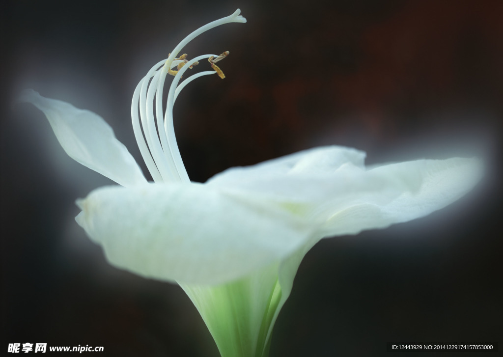 插花艺术